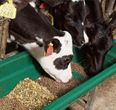 cattle-feed-delivery